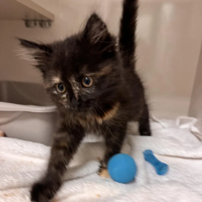 A baby small-sized female Tortoiseshell Domestic Short Hair cat named Tot for adoption in Redwood City, CA