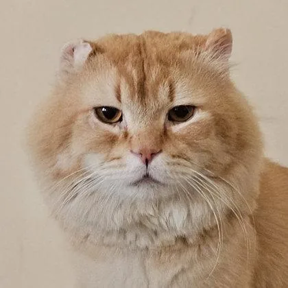 An adult medium-sized male Domestic Long Hair cat named Bazuu Katter for adoption in Hudson, MA