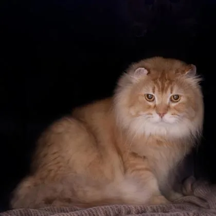 Bazuu Katter thumbnail 2
