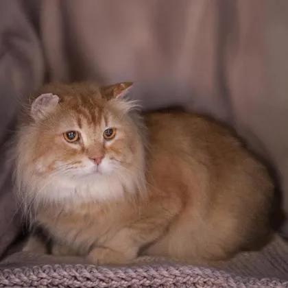 Bazuu Katter thumbnail 3