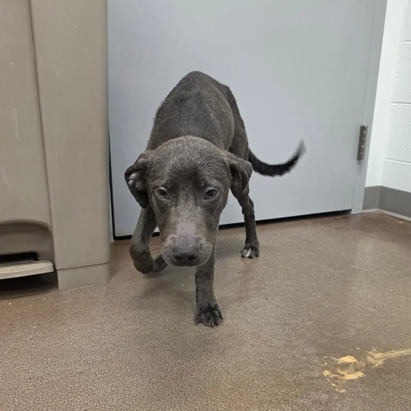 An adult small-sized male Gray / Blue / Silver Pit Bull Terrier dog named Bullard for adoption in Chattanooga, TN