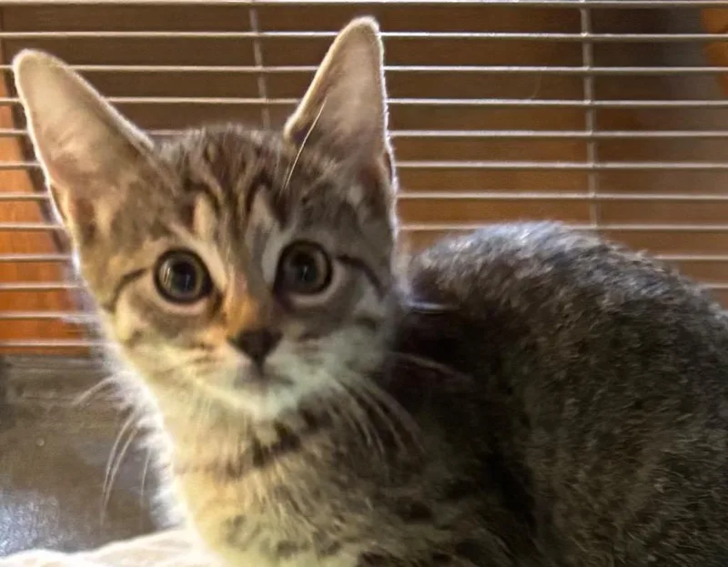 A baby small-sized female Domestic Short Hair cat named Alyssa for adoption in Elizabethton, TN