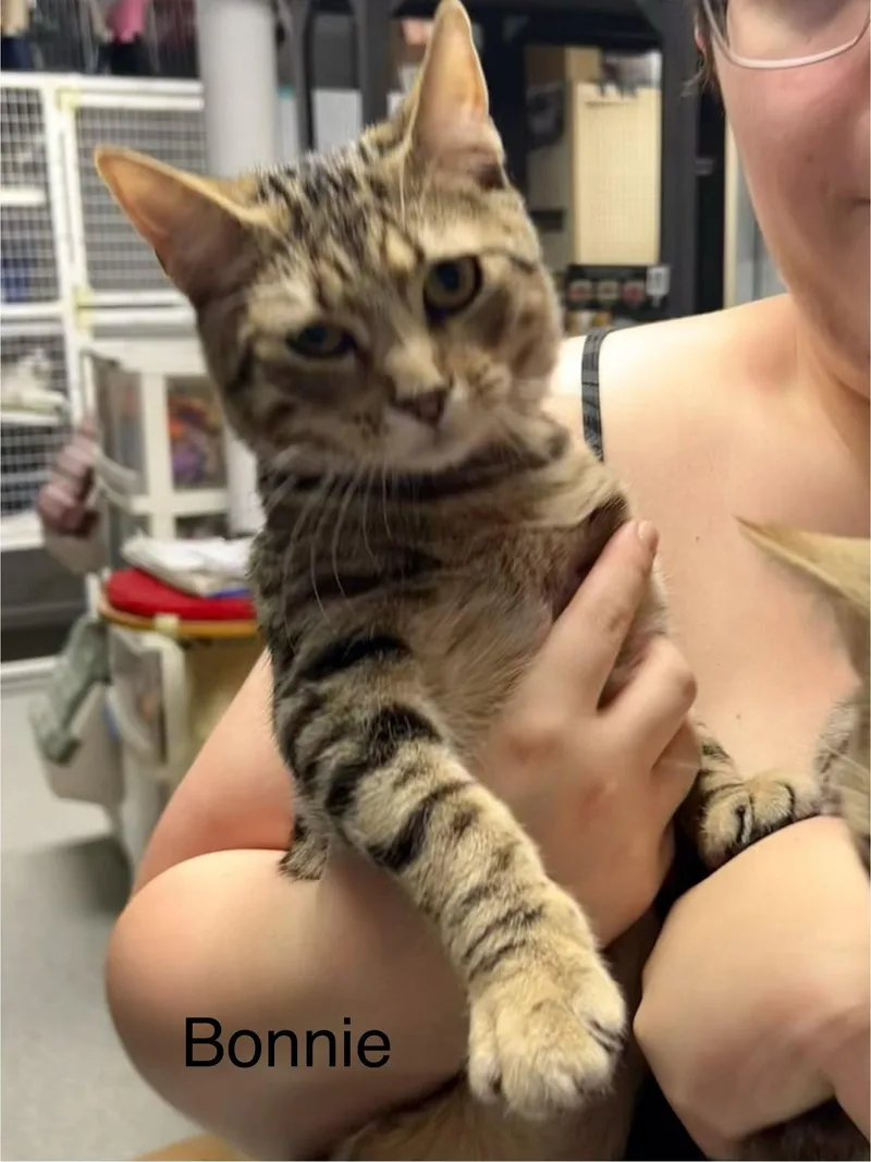 A young large-sized female Tiger cat named Bonnie and Clyde for adoption in Ringwood, NJ