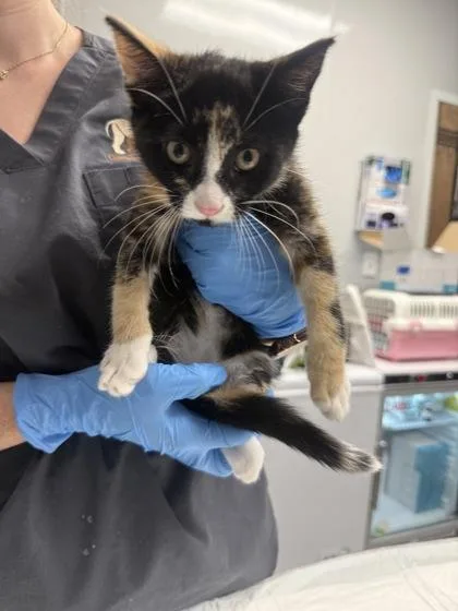 A young small-sized female Domestic Short Hair cat named B Betsy for adoption in North Charleston, SC