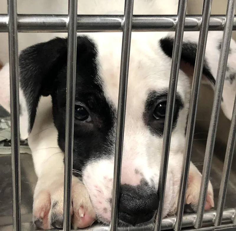 A baby medium-sized male White / Cream Mixed Breed dog named Marshall for adoption in Parma, OH