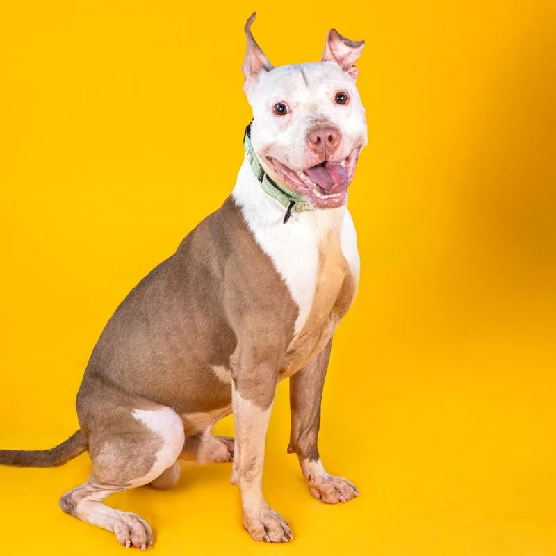 Chicken Wing thumbnail 2