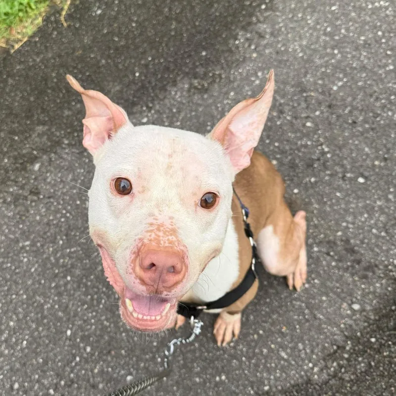 Chicken Wing thumbnail 3