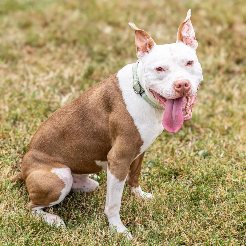 Chicken Wing thumbnail 5