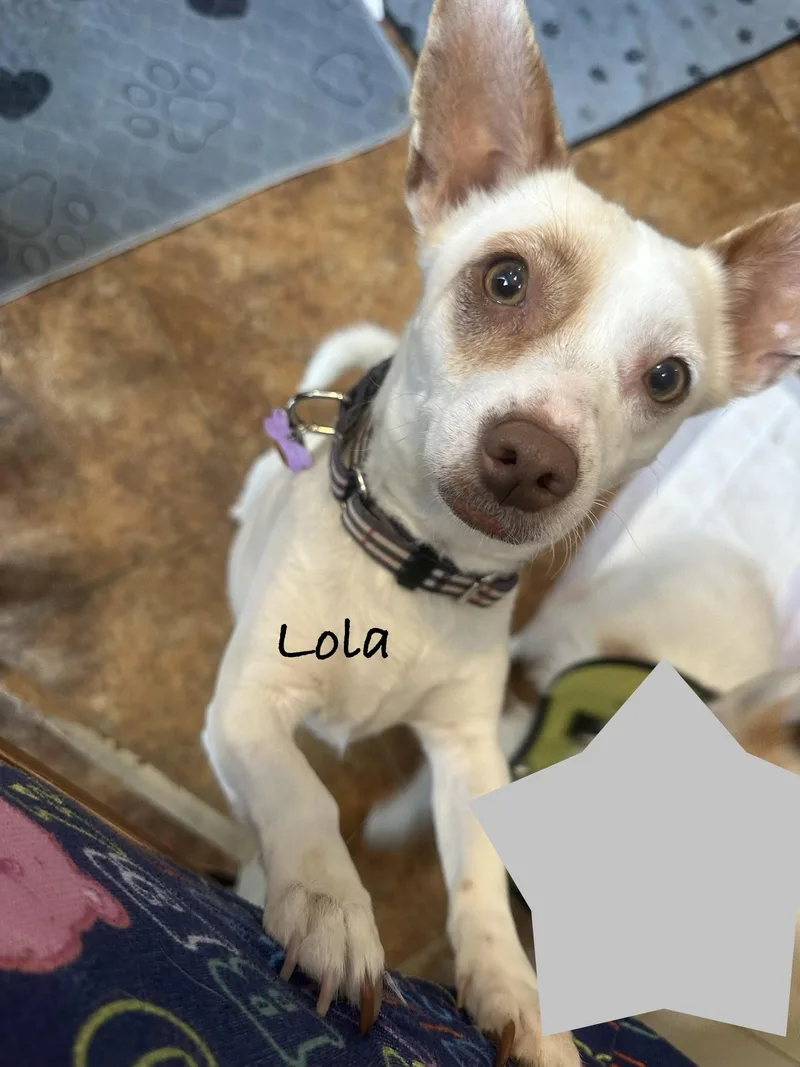A young small-sized female Jack Russell Terrier dog named Lola for adoption in Las Vegas, NV