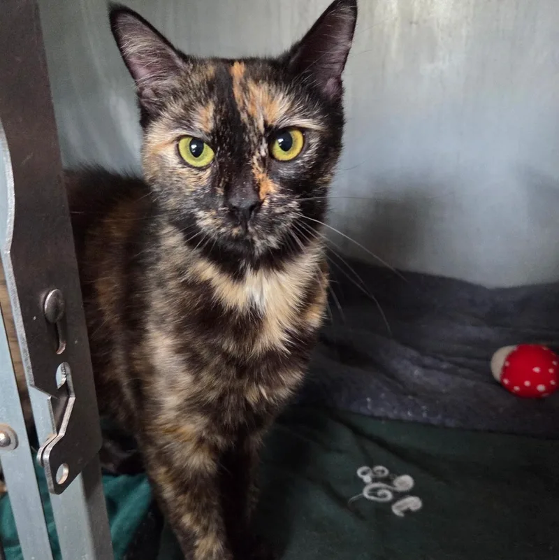 A young medium-sized female Domestic Short Hair cat named Andromeda for adoption in Warwick, RI