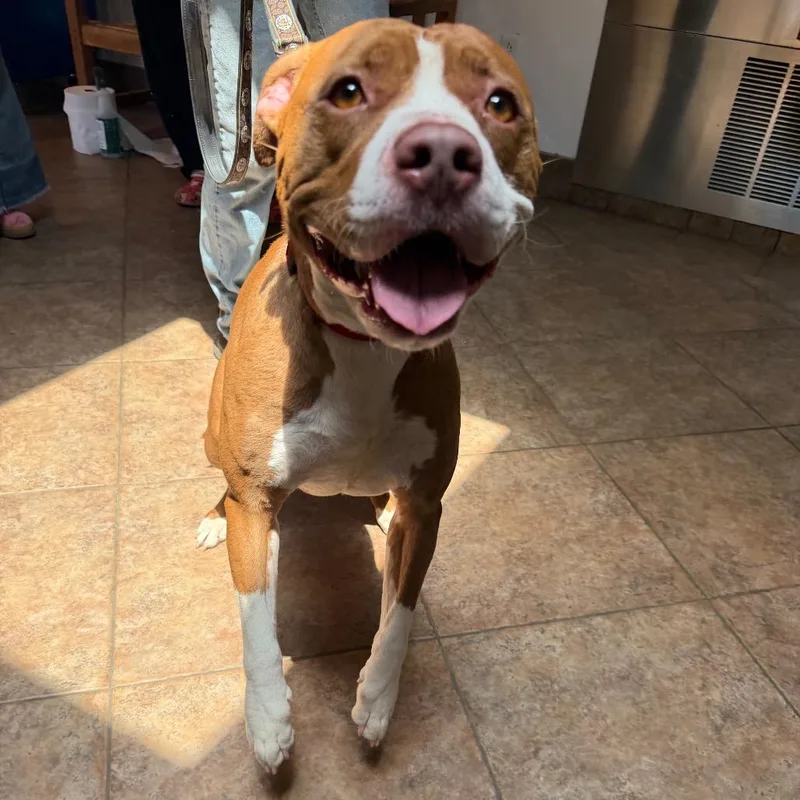An adult large-sized female Red / Chestnut / Orange Staffordshire Bull Terrier dog named Ontario for adoption in Perkiomenville, PA