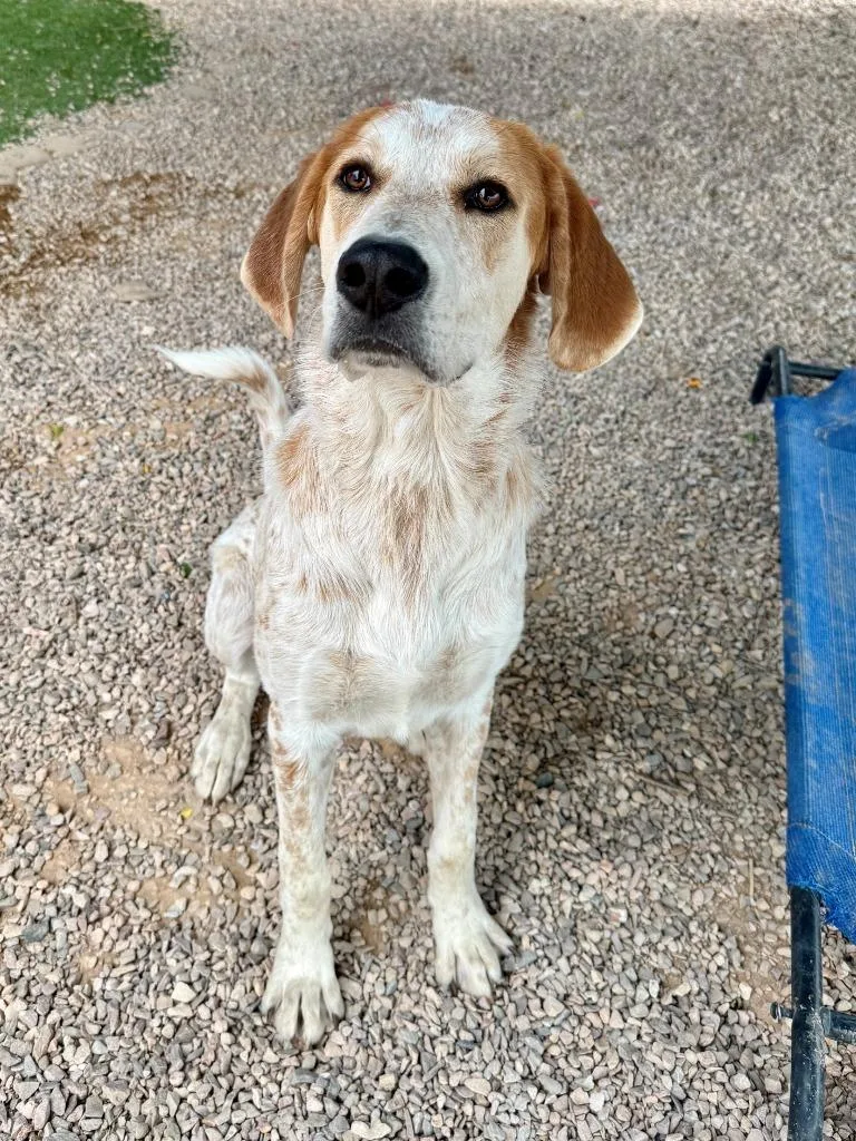 A young large-sized male Hound dog named Spot for adoption in Chino Valley, AZ