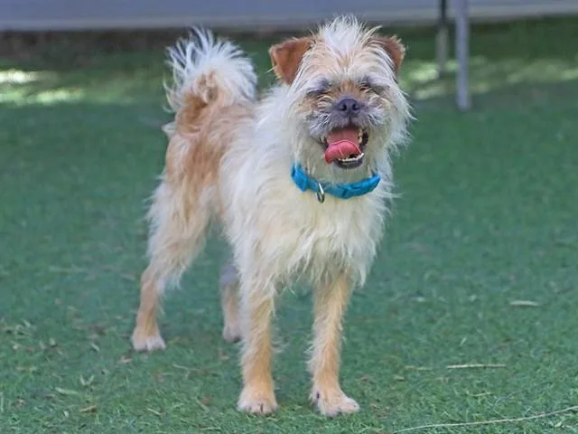 A young small-sized male Border Terrier dog named Broccoli for adoption in Ojai, CA