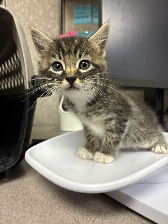 A baby medium-sized male Tabby (Brown / Chocolate) Domestic Short Hair cat named Jean Ralphio for adoption in Fruit Heights, UT