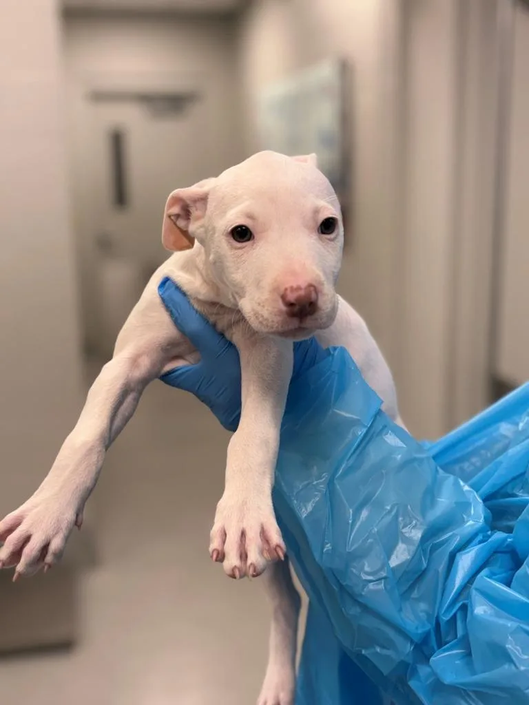 A baby large-sized female Pit Bull Terrier dog named QTip for adoption in Chillicothe, OH