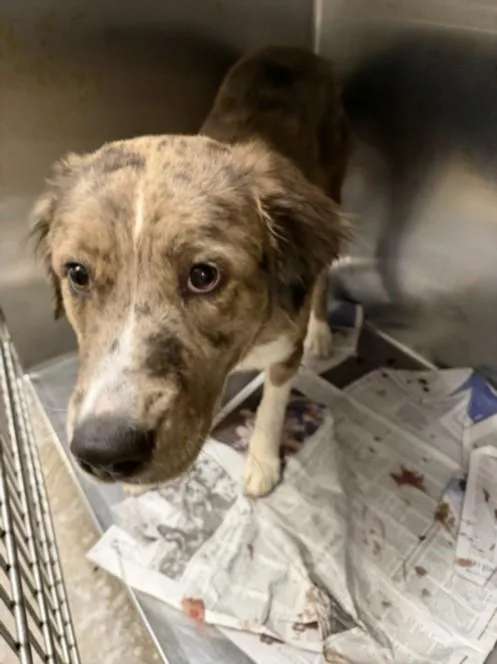 A young medium-sized female Catahoula Leopard Dog dog named Tia for adoption in Van Nuys, CA
