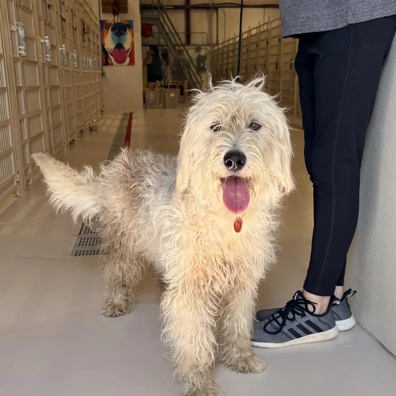 An adult medium-sized female Poodle dog named Brinkley for adoption in Chicago, IL