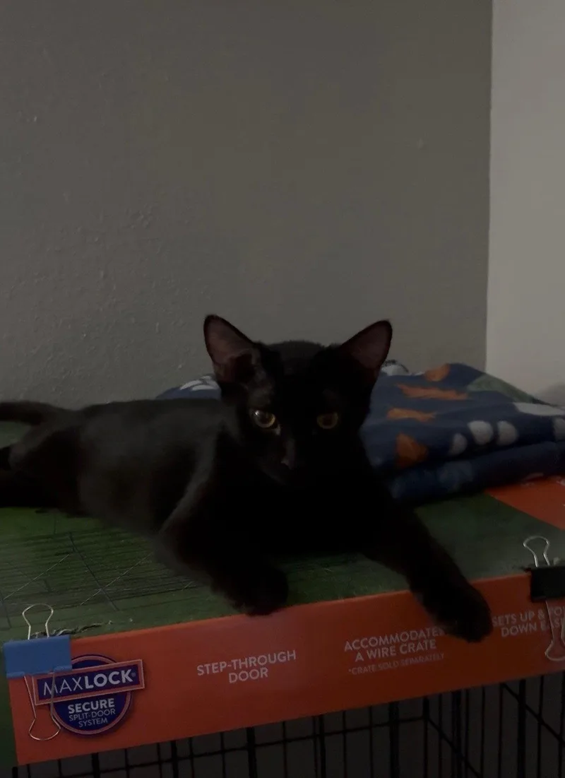 A young small-sized female Black Domestic Short Hair cat named Emma for adoption in Phoenix, AZ