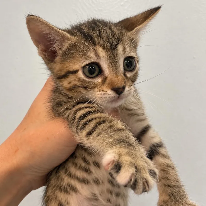 A baby small-sized female Brown / Chocolate Domestic Short Hair cat named Wanda for adoption in Austin, TX