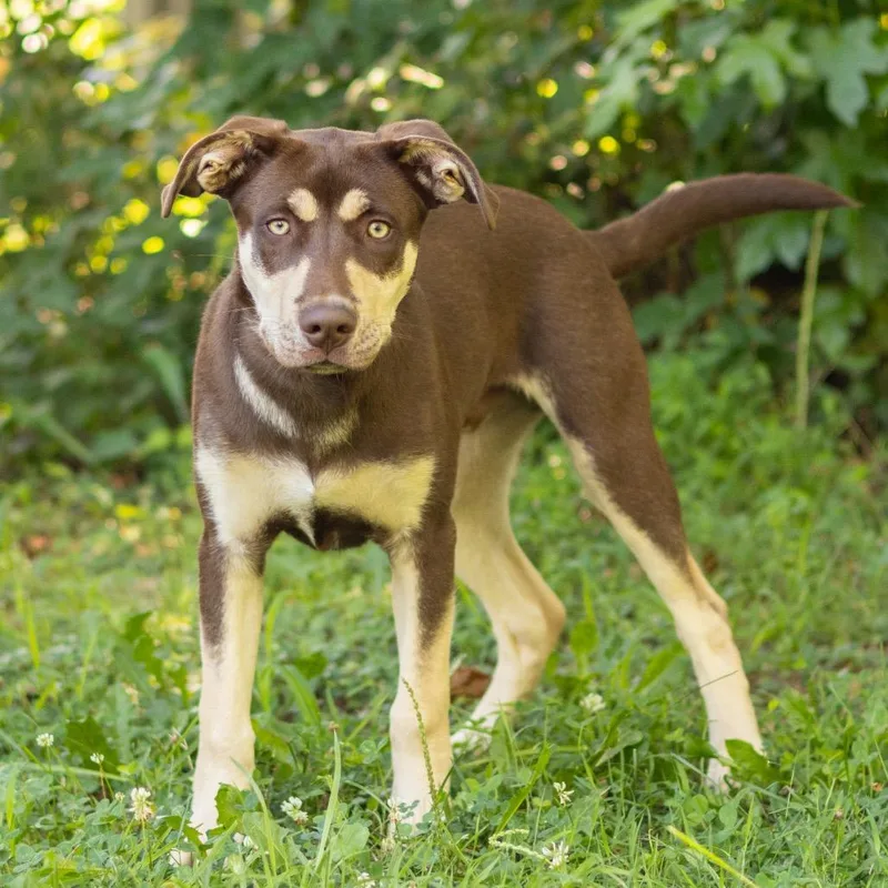 A baby medium-sized male Brown / Chocolate Husky dog named Leo for adoption in Newark, DE
