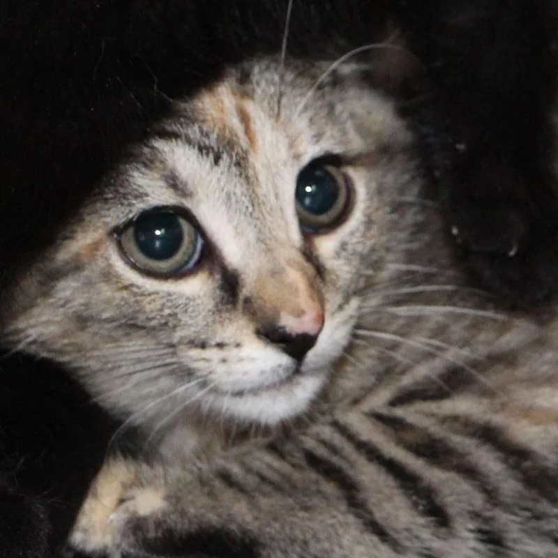 A baby medium-sized female Tabby (Gray / Blue / Silver) Tabby cat named Spice Meet me for adoption in Harrisburg, PA