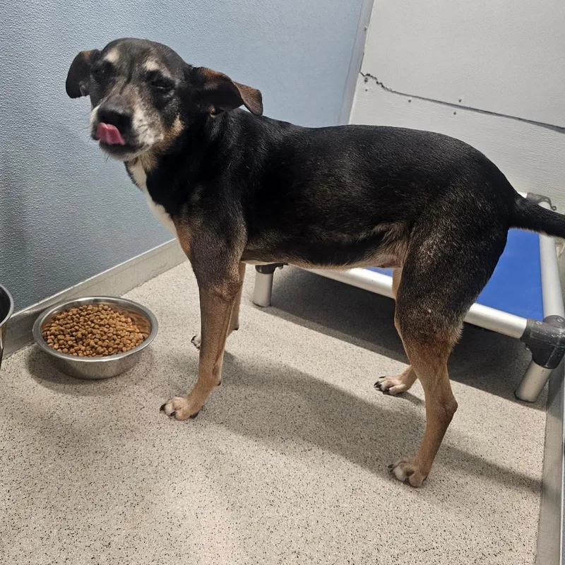 A senior medium-sized female Shepherd dog named Anna for adoption in Tampa, FL