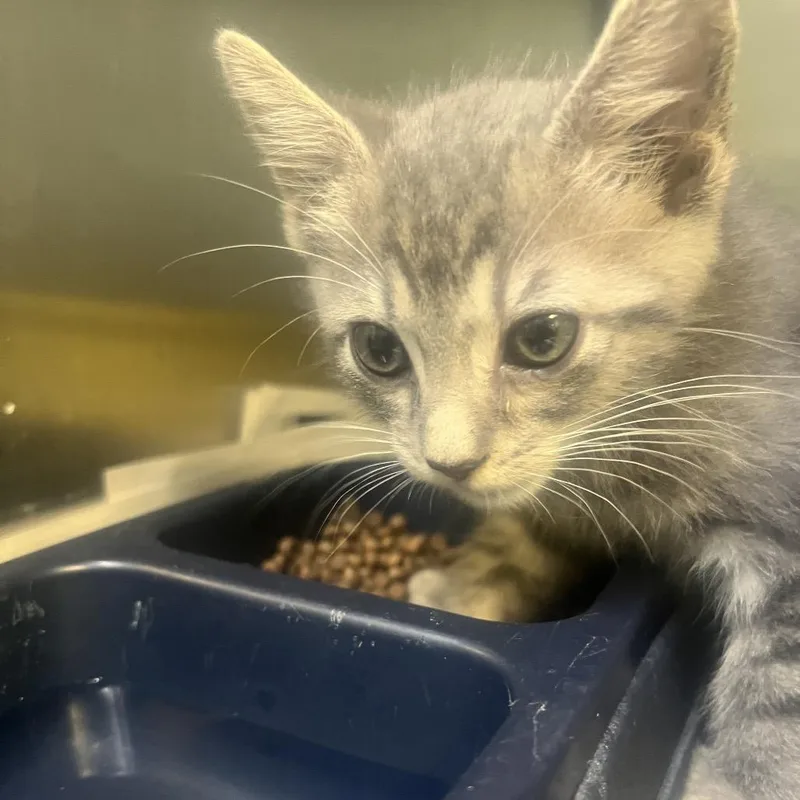 A baby small-sized male Gray / Blue / Silver American Shorthair cat named Dusty for adoption in Jacksonville, AR