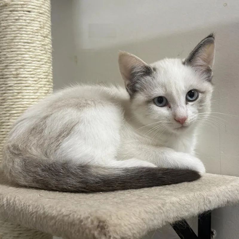 A baby small-sized female Siamese cat named Pigeon for adoption in Nowata, OK