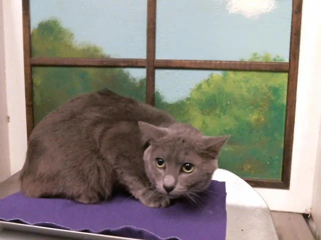 A young medium-sized male Domestic Short Hair cat named Little Boy for adoption in Houston, TX