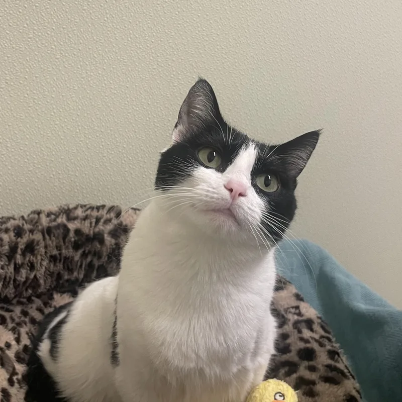 A young medium-sized female Black & White / Tuxedo Tuxedo cat named Mamita for adoption in Friday Harbor, WA