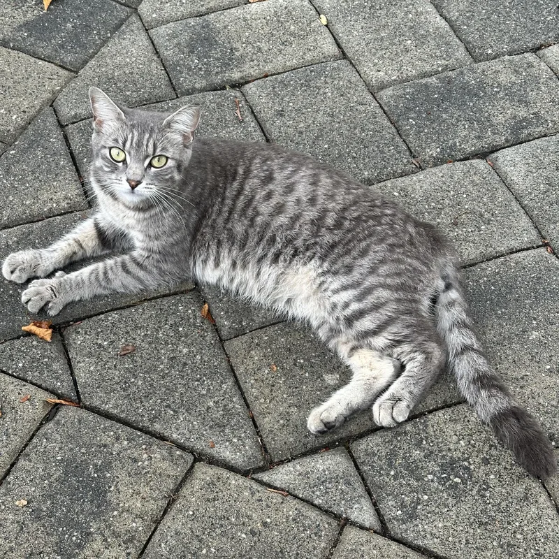 A young medium-sized female Tabby (Gray / Blue / Silver) Domestic Short Hair cat named Lilly for adoption in Bayonne, NJ