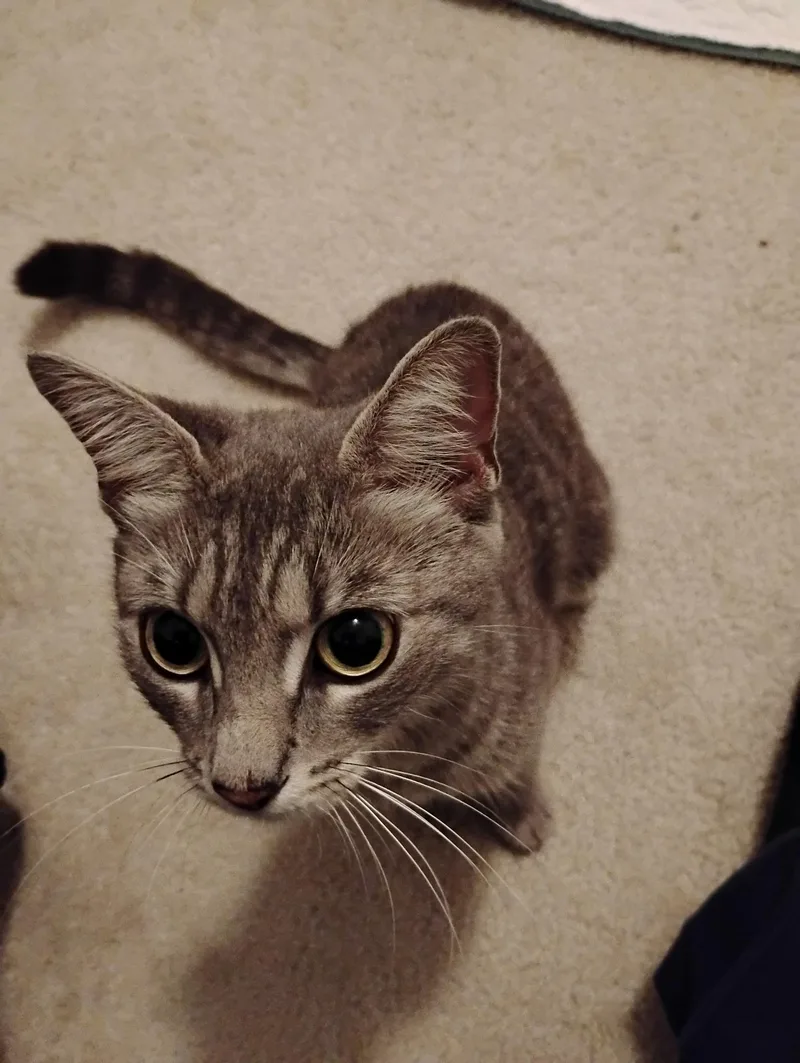 Lilly thumbnail 3