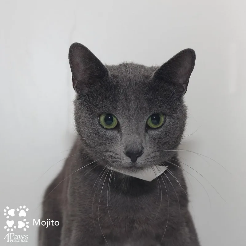 A young small-sized male Gray / Blue / Silver Domestic Short Hair cat named Mojito Mckenzie for adoption in Merrifield, VA