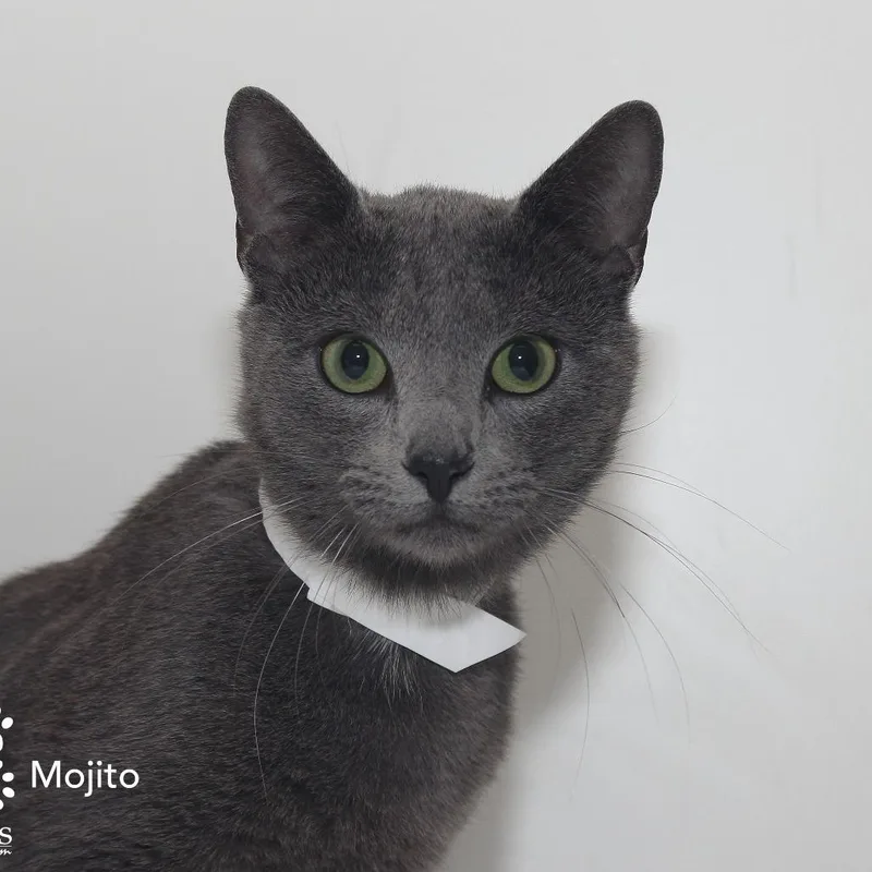 Mojito Mckenzie thumbnail 6