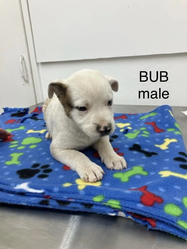 Bub