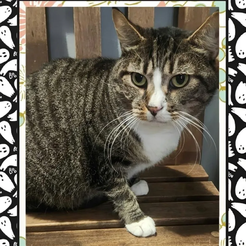 An adult large-sized female Tabby (Tiger Striped) Domestic Short Hair cat named Fifi for adoption in Schnecksville, PA