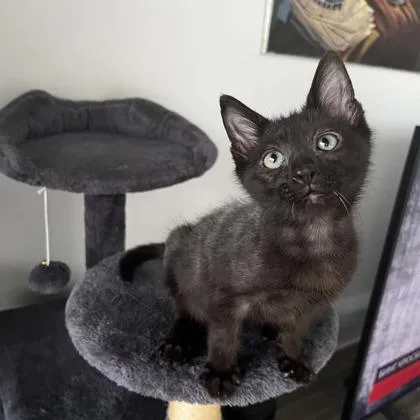 A baby small-sized male Domestic Short Hair cat named McFluffy for adoption in West Chester, PA