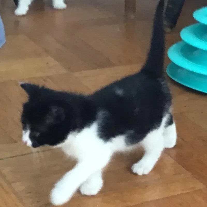 A baby small-sized female Black Domestic Short Hair cat named Maple Reyes for adoption in Merrifield, VA