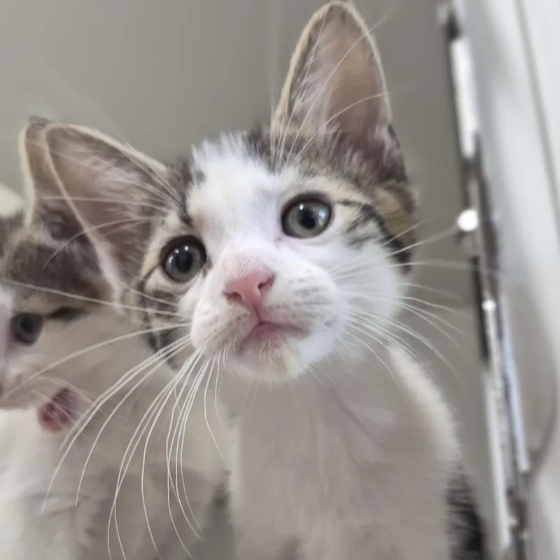 A baby small-sized male White Domestic Short Hair cat named Pinoncchio for adoption in Newark, NJ