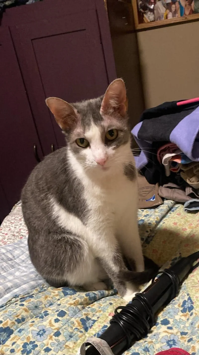 An adult medium-sized female Gray & White Domestic Short Hair cat named Fiona for adoption in Logan, OH