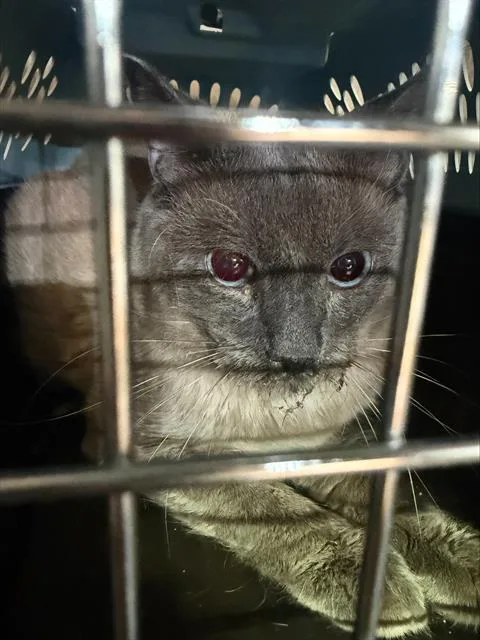 A young medium-sized male Domestic Short Hair cat named Sushi for adoption in San Antonio, TX