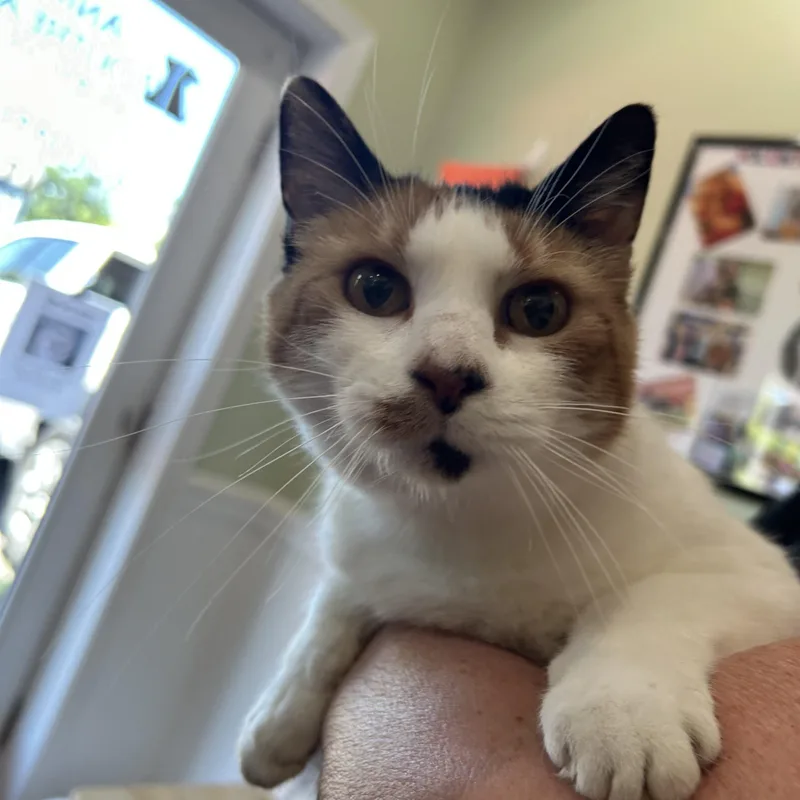An adult medium-sized female Calico Domestic Short Hair cat named Nami for adoption in Cape May, NJ