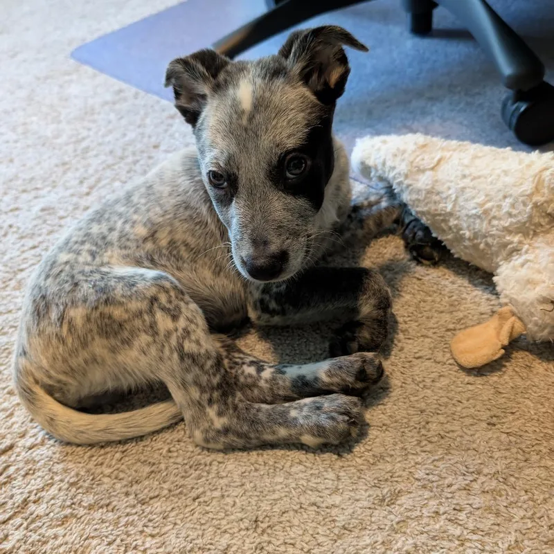 A baby small-sized male Gray / Blue / Silver Pit Bull Terrier dog named Loki for adoption in South Elgin, IL