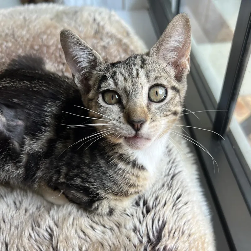 A baby small-sized female Brown / Chocolate Domestic Short Hair cat named Desi for adoption in Jupiter, FL