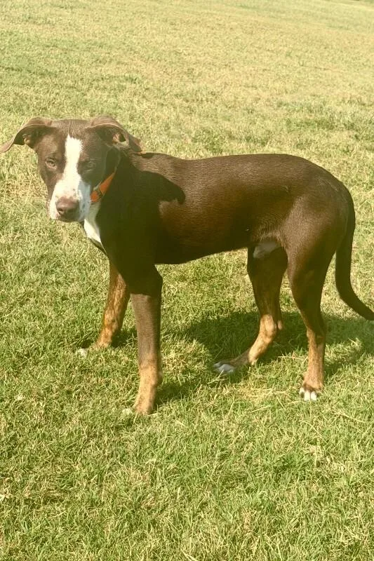 A baby medium-sized male Brown / Chocolate Mixed Breed dog named Storm for adoption in Maryville, TN