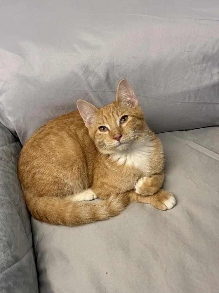 A baby small-sized male Orange & White Domestic Short Hair cat named Firework for adoption in Randolph, MA