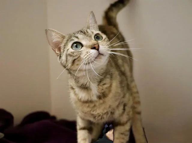 A young medium-sized female Domestic Short Hair cat named Caliope for adoption in San Luis Obispo, CA