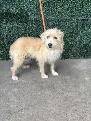 An adult medium-sized male Terrier dog named Benji for adoption in El Paso, TX