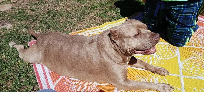 An adult large-sized female Gray / Blue / Silver Pit Bull Terrier dog named Maia Rain for adoption in Brookshire, TX