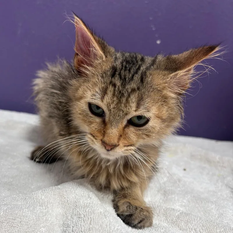 A baby small-sized male Buff / Tan / Fawn Domestic Medium Hair cat named Allister for adoption in Englewood, FL